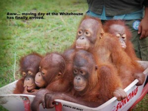 obama-orangutan-29191